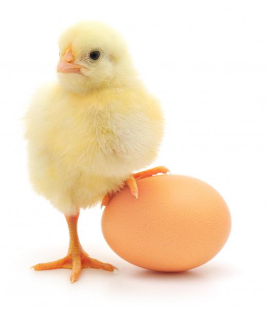 Chickens and eggs are produced on a poultry farm.