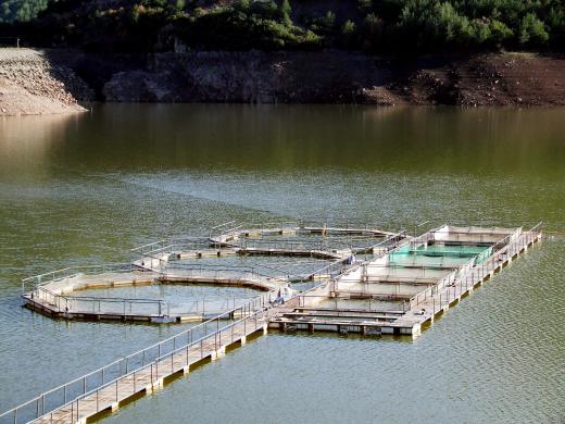 Fish farms may be built in natural lakes.
