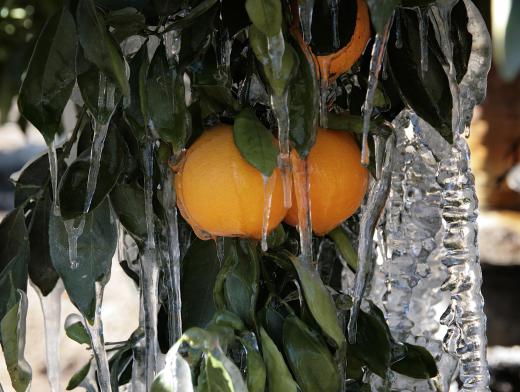 Weather conditions can cause frozen crops leading to scarcity of oranges and other citrus fruits.
